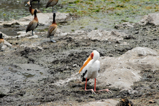 Nimmersatt (10 von 22).jpg